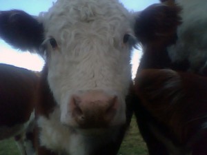 Calf_1