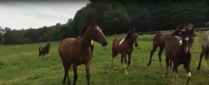 Horse_vid_pic2