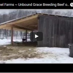 Breeding Beef of Substance